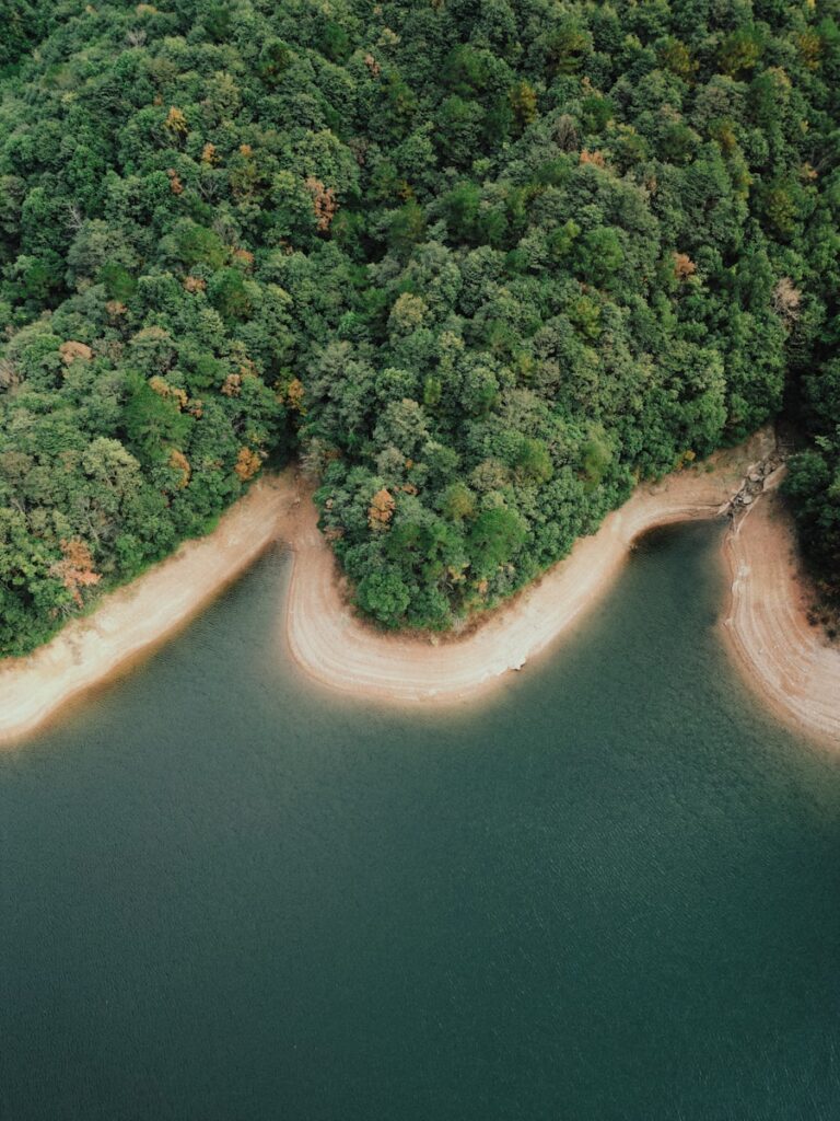 Green forest meets tranquil blue water with sandy shore.